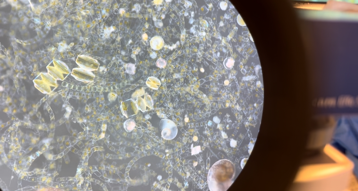 Microscope view of plankton from Antarctica